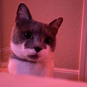 Meet your Posher, Kineta